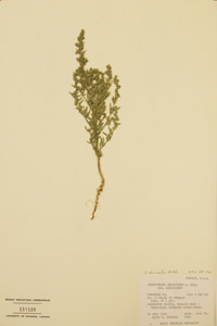 Herbarium Sheet of Dueholm 7906 RM 392133